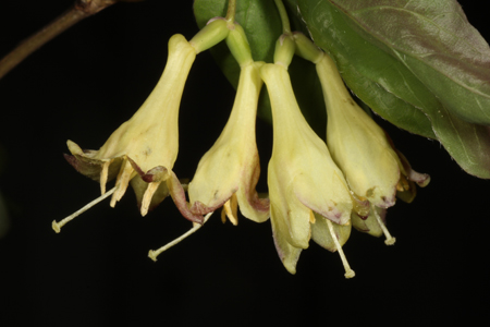 Lonicera canadensis flowers